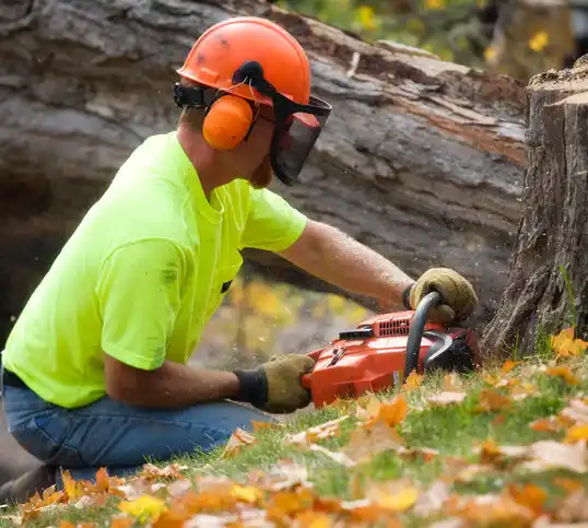 tree services Solon